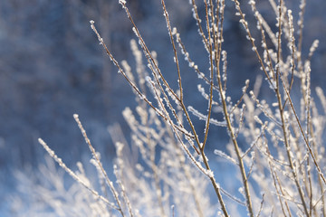 Winter branches covered with snow. Frozen tree and bush branch in winter forest. Winter forest landscape.