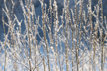 Winter branches covered with snow. Frozen tree and bush branch in winter forest. Winter forest landscape.