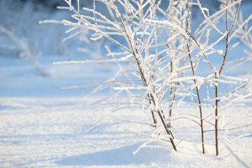 Winter branches covered with snow. Frozen tree and bush branch in winter forest. Winter forest landscape.