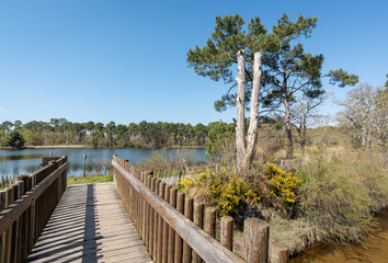 Fototapeta premium ANDERNOS - ARES (Bassin d'Arcachon, France), site naturel de Saint-Brice