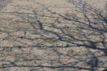 The shadows of the tree apricots lie on the spring garden, sand with black soil, natural background