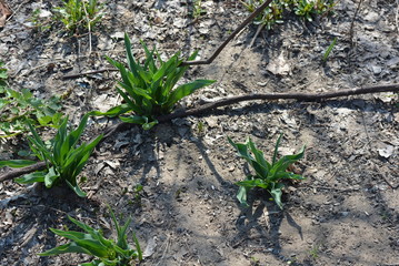 Spring rhenium flowers are in April and a lot of tulip bushes on the ground. Bright green leaves,...