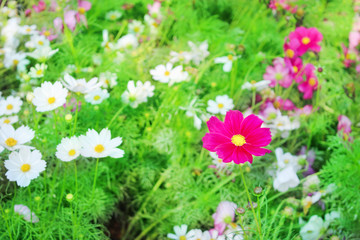 Nature colorful cosmos bipinnatus flowers field patterns blooming in garden for background