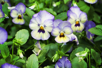 Colorful pansy viola flowers field blooming garden green leaf background