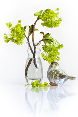 branches of a maple blossoming with buds on a white background and a sparrow. First leaves on trees in spring