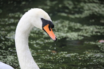 swans head and neck