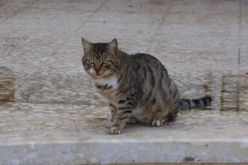 Obraz premium street cat