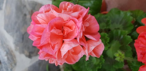 red roses in the garden