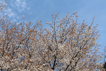 Pink sakura blooming during the start of spring season