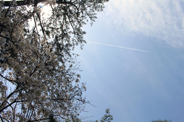 A plane leaving contrail in the sky during sakura spring