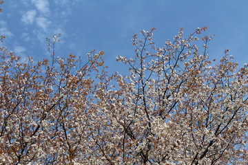 Pink sakura blooming during the start of spring season
