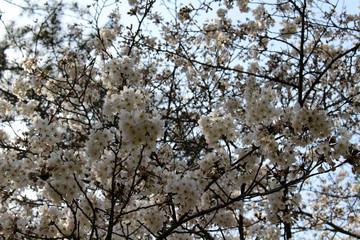 Pink sakura blooming during the start of spring season