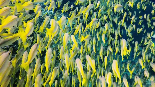 Nahaufnahme gelbe Fischschw&auml;rme im indischen Ozean