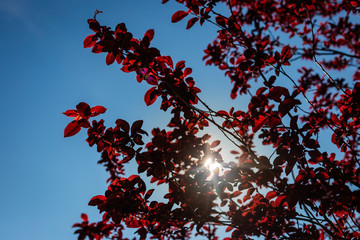 Ciliegio selvatico dalle foglie rosse