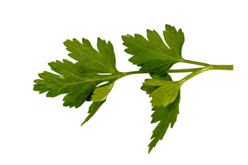 Stem of the parsley isolated on a white background