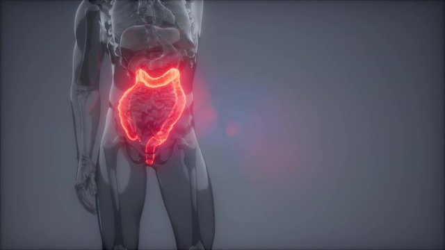science anatomy scan of human colon glowing