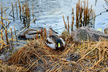 ducks in nest