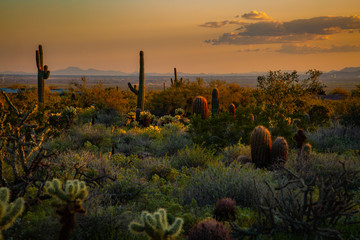 The Sonoran Desert in the southwestern United States is home to a variety of plants and cactus. The...