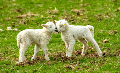 Lambs at lambing time.  Two young twin lambs nuzzling up to each other's face  in Spring time.  Yorkshire Dales, England. Landscape, Horizontal, space for copy