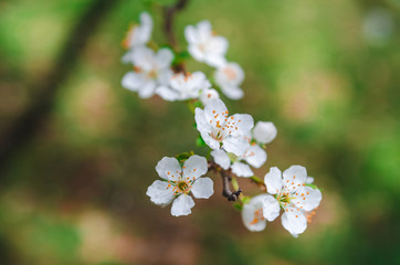 Colorful cherry tree blossom background