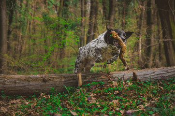 German pointer dog jumping in the forest