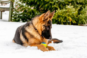 A german shepherd puppy dog playing with a ball at winter