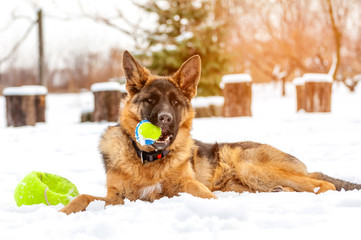 A german shepherd puppy dog playing with a ball at winter