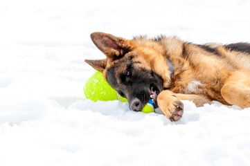 A german shepherd puppy dog playing with a ball at winter