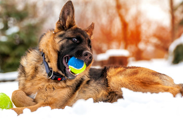 Fototapeta na wymiar A german shepherd puppy dog playing with a ball at winter