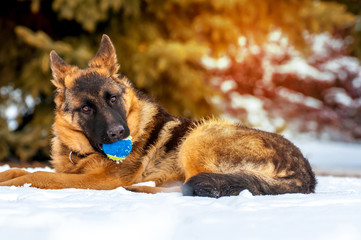 A german shepherd puppy dog playing with a ball at winter