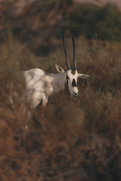 An arabinan oryx looking into camera thru the brown and green bushes on a Dubai desert safari