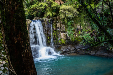 Fototapeta na wymiar Waiau falls is a refreshing place to take a dip, Waiau Kauri Grove, Coromandel, New Zealand