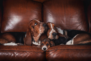 Two bassets and puppy on the leather brown sofa