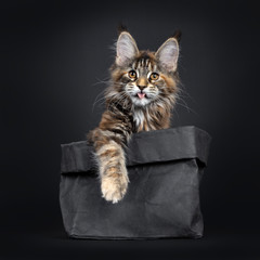 Majestic tortie Maine Coon cat kitten sitting in  black paper bag, looking at camera with brown eyes. Isolated on black background. Paw over edge of bag and sticking out tongue.