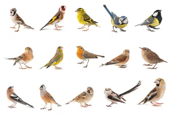 Selbstklebende Fototapeten Satz kleine Singvögel lokalisiert auf weißem Hintergrund © Tatiana