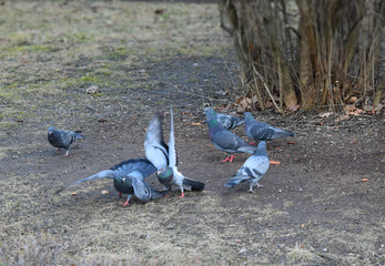 Obraz premium pigeons in park