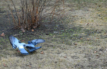 pigeons in the park