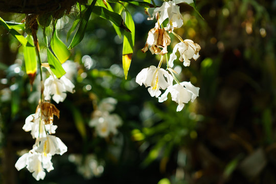 coelogyne cristata flower with sun shine and dark green background