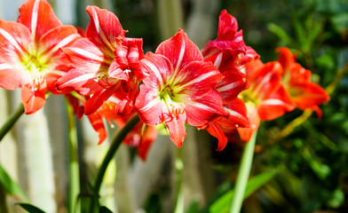 Red lily flowers.  green plant background