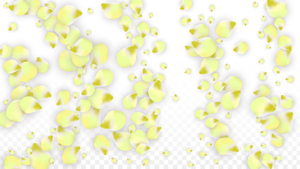 Vector Realistic Pink Petals Falling on Transparent Background.  Spring Romantic Flowers Illustration. Flying Petals. Sakura Spa Design. Blossom Confetti.