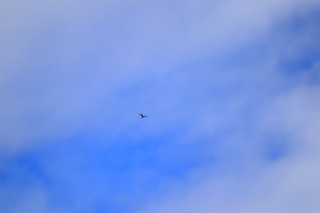 seagull flying in the blue sky