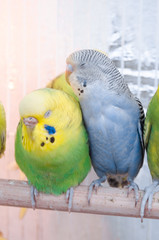 parrots in a cage