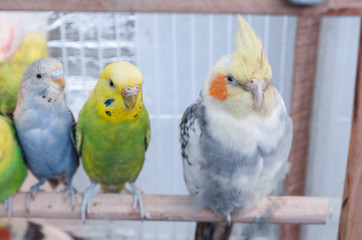 parrots in a cage
