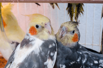 parrots in a cage