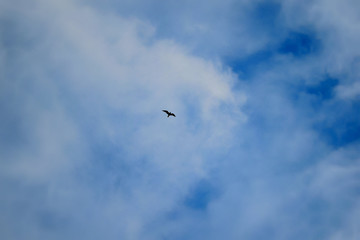 seagull flying in the blue sky