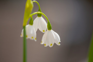 Obraz premium close-up of blossoms of spring snowflakes