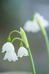 Fototapeta premium close-up of blossoms of spring snowflakes