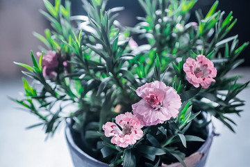 Fototapeta na wymiar Flowering plant close up. Pink flowers and green leaves.