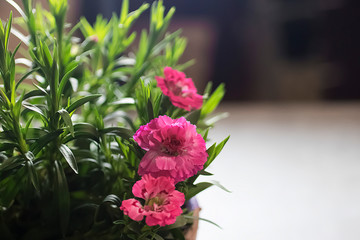 Flowering plant close up. Pink flowers and green leaves.