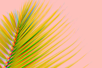 Minimal style composition with single leaf of coconut palm tree on vibrant pink and white gradient background. Close up, copy space for text, background flat lay, top view.